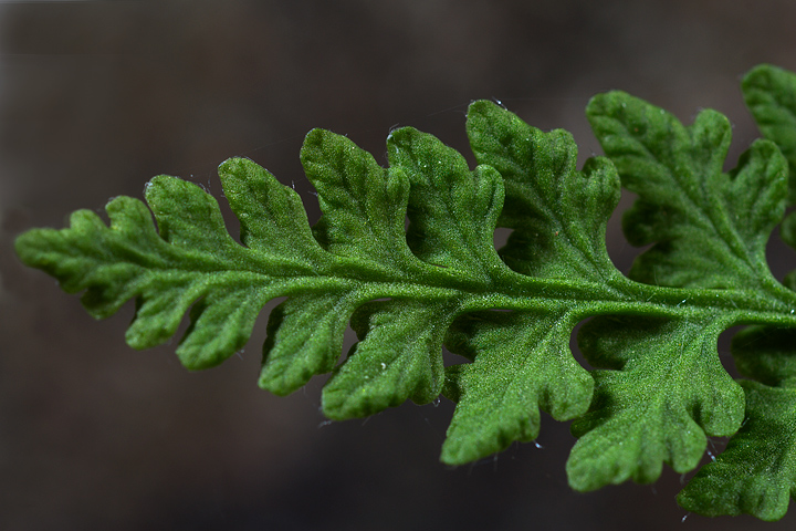 Woodsia alpina / Felcetta alpina